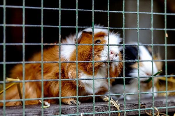 Guinea Pigs