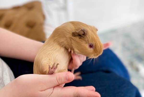 Guinea Pigs