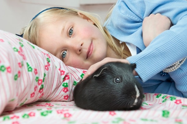 Guinea Pigs