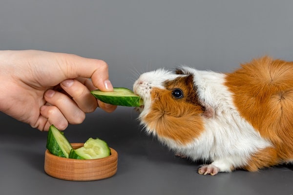 Guinea Pigs