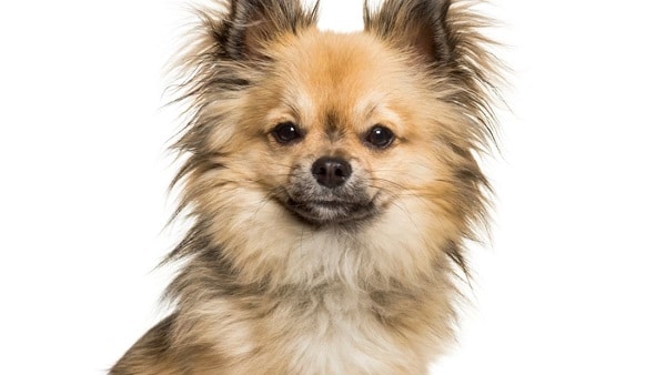 Popular Dog Breeds