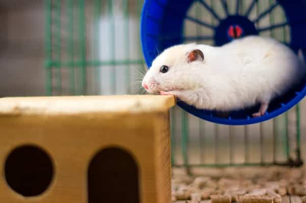 Ideas For A Hamster