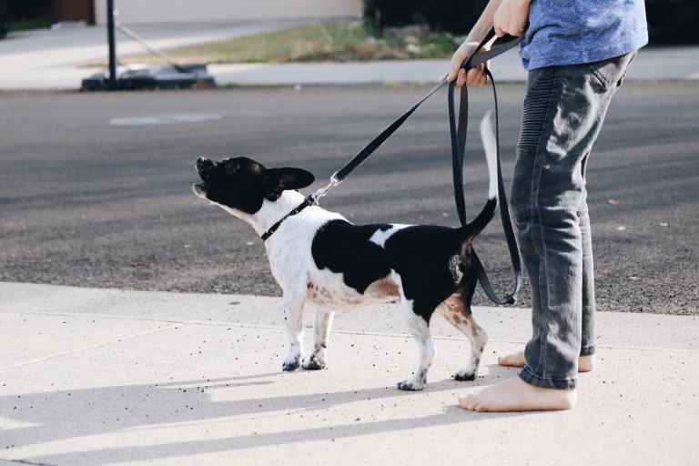 Understanding Canine Body Language - PetHealth4You.com - Canine Communication Adjustments For Barking