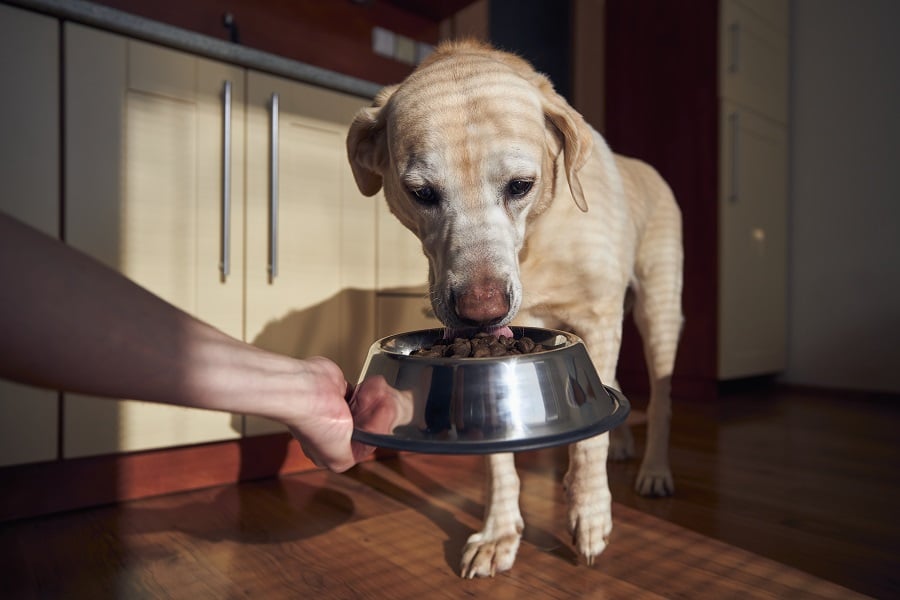 pet