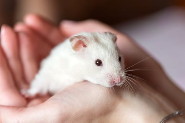 Pets