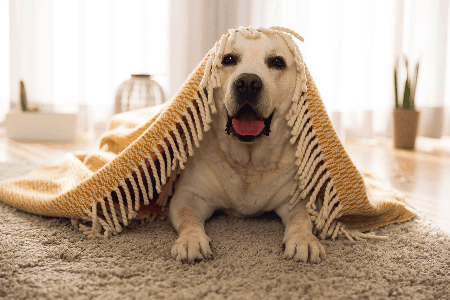 Your Dog