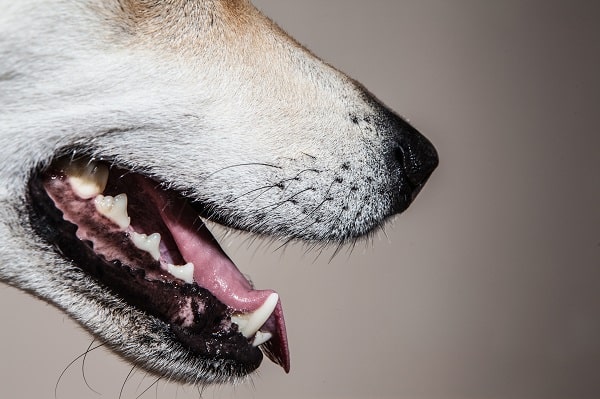 You Didn't Know About Dogs