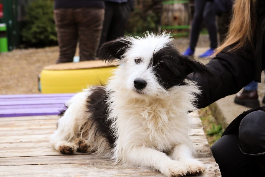 7 Athletic Dog Breeds