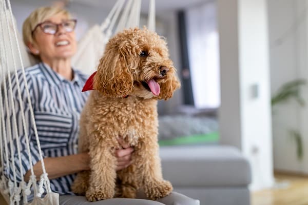 Dog Breeds For Kids