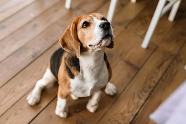 Dog Breeds For Kids