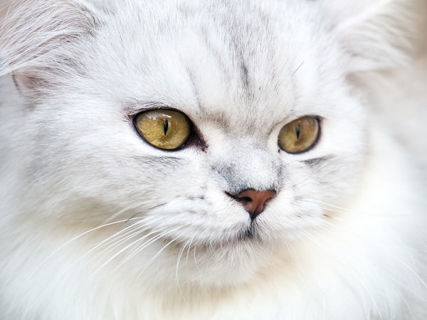 Cutest Cat Breeds