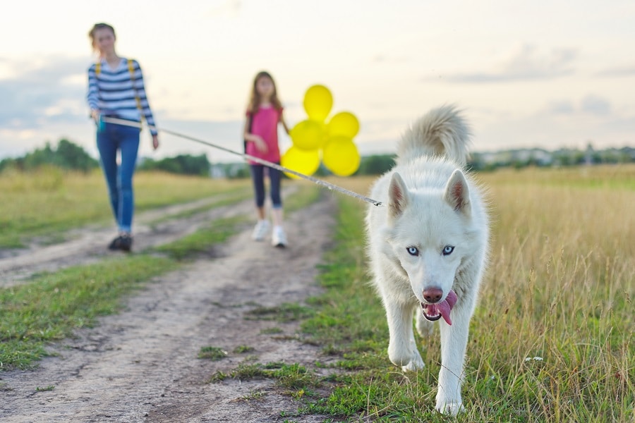 Pet Health