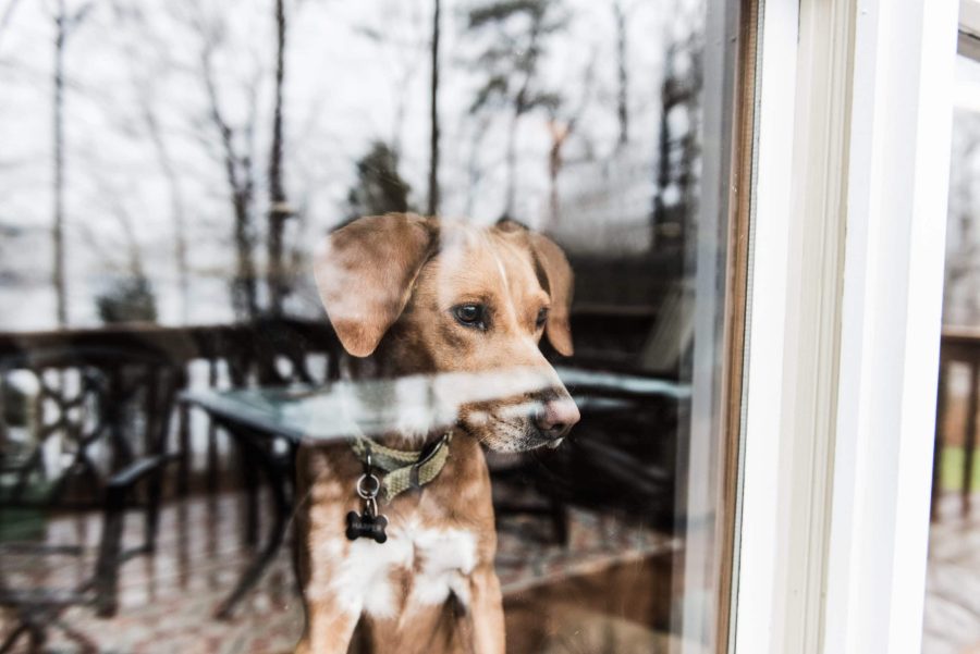 Top 8 Healthiest Dog Breeds - PetHealth4You.com