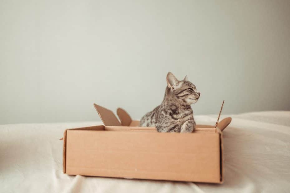 A Cat