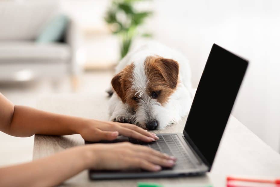 Type Of Pet