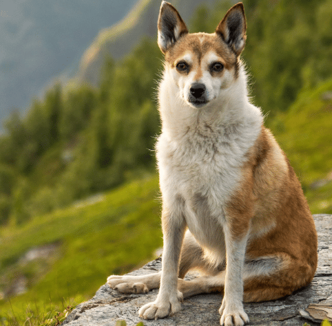 Dog Breeds