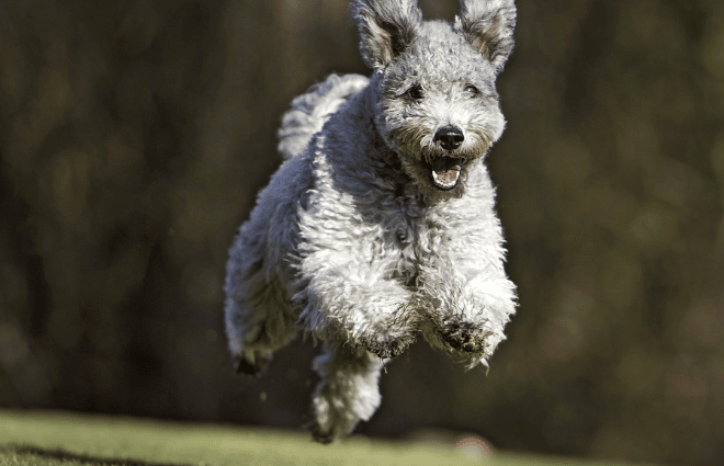 Dog Breeds