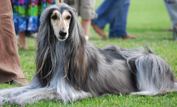 Dog Breeds