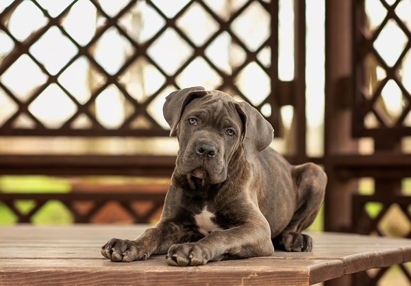 Dog Breeds