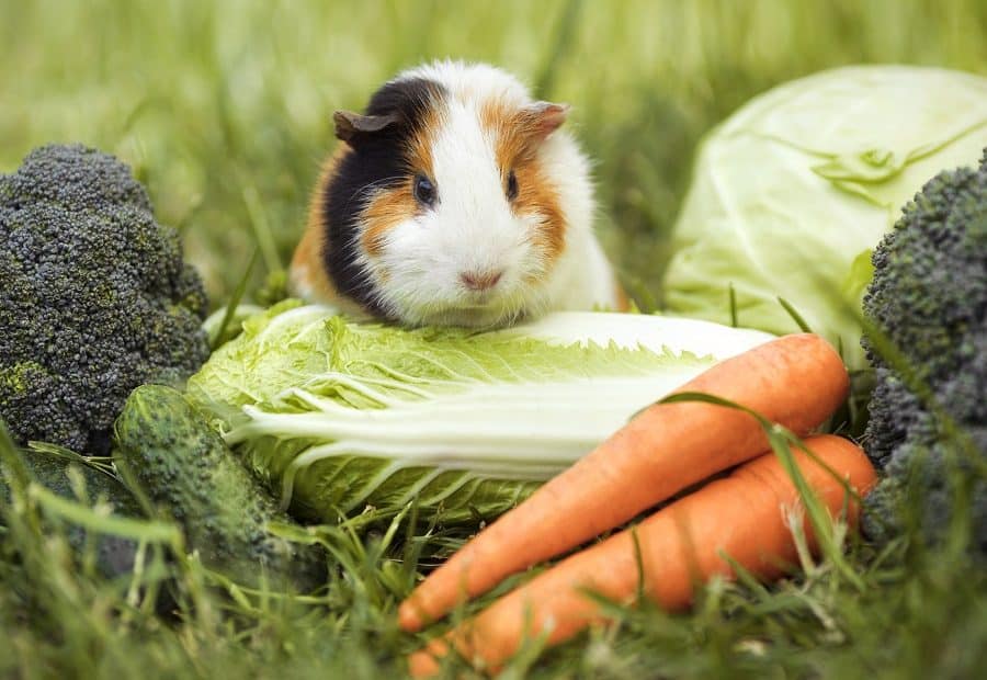 Guinea Pig