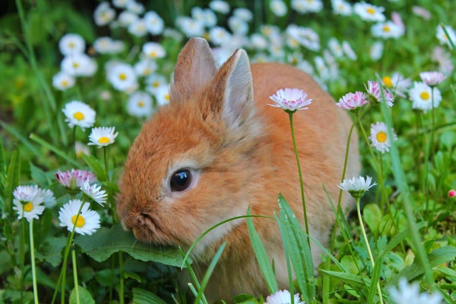 Pet Bunny
