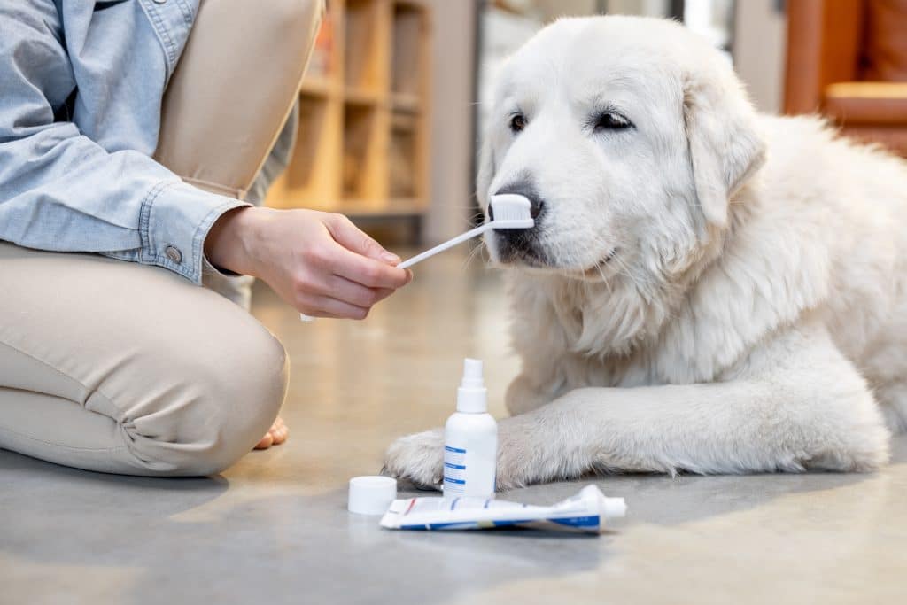 Pets Teeth