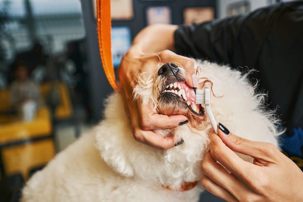 Pets Teeth