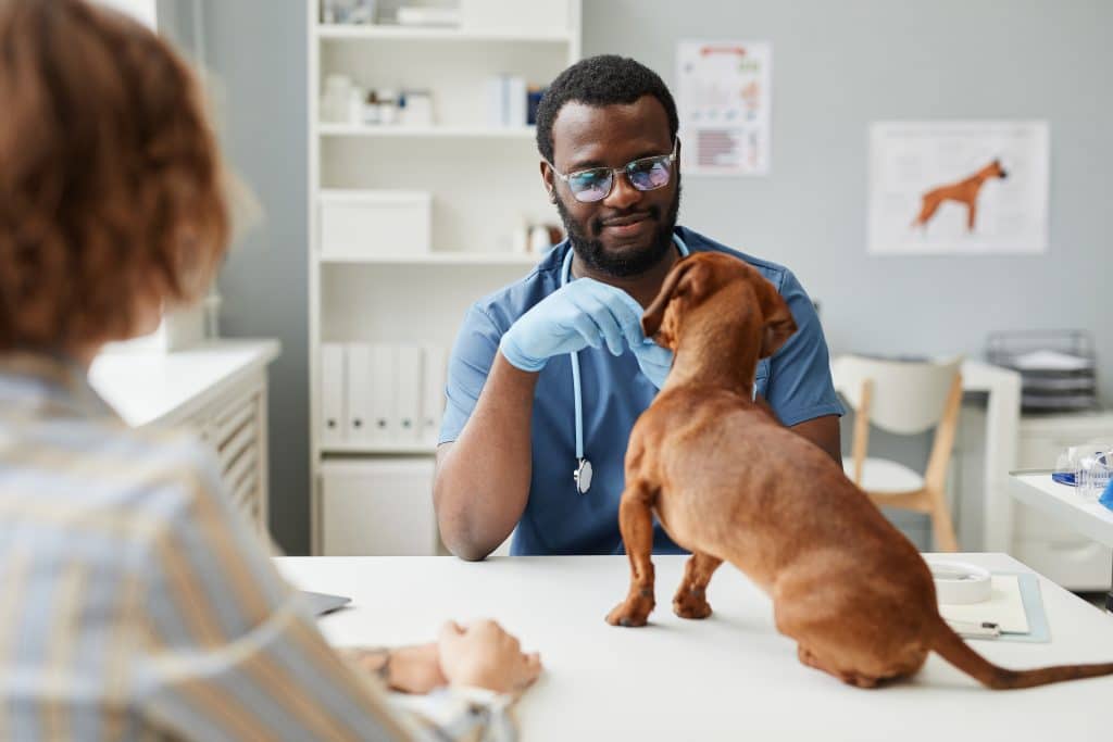 Pet Health Insurance