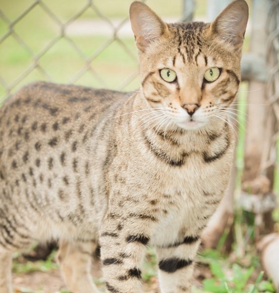 Cat Breeds