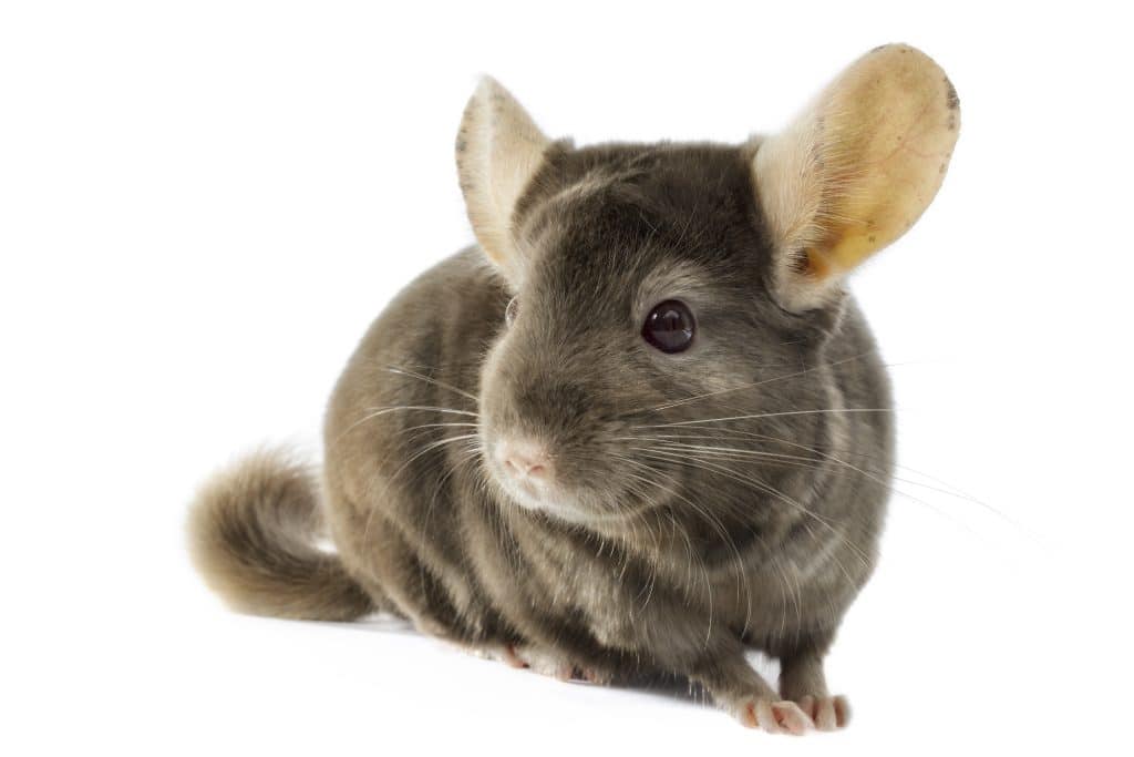 A Chinchilla