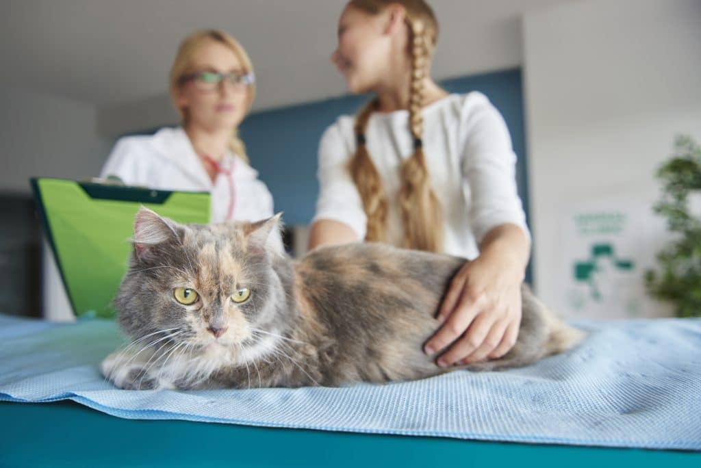 Pet Health Insurance