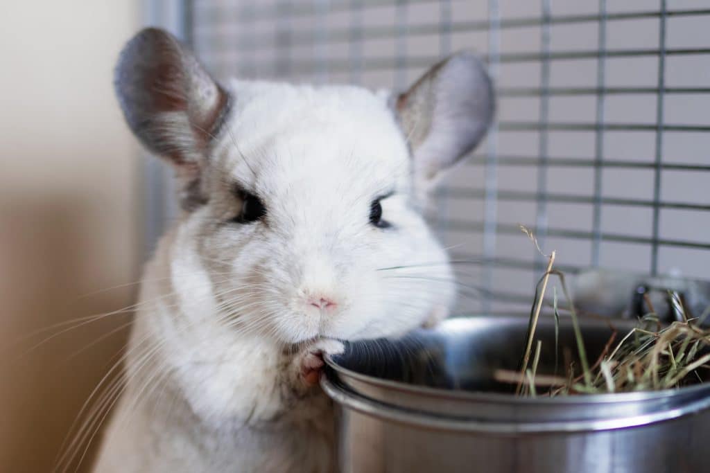 A Chinchilla