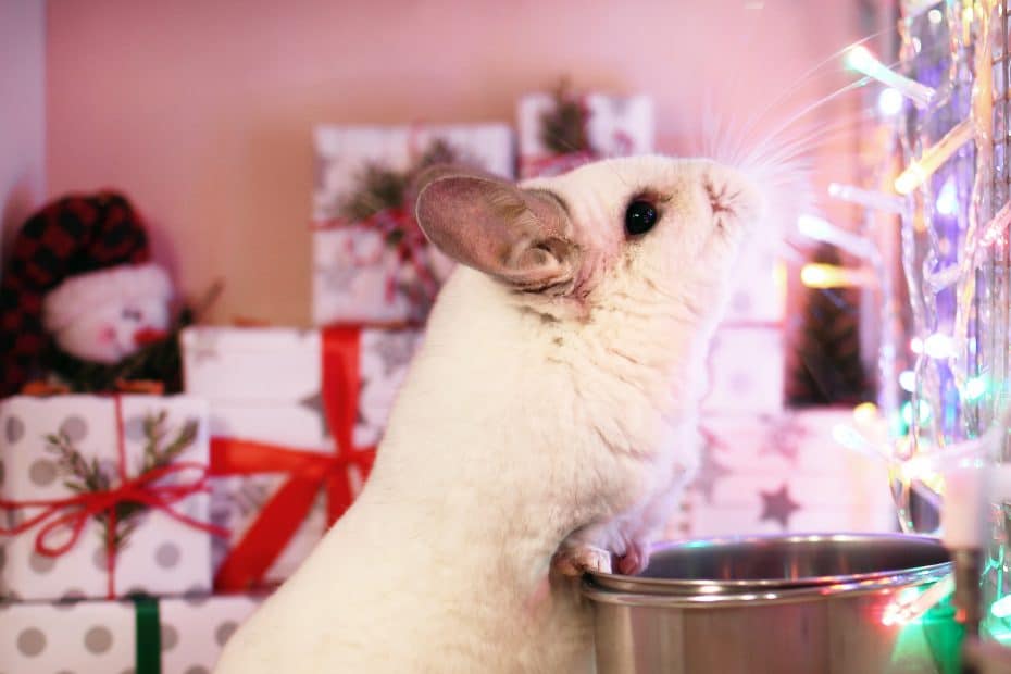 A Chinchilla