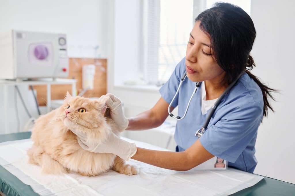 Pet Health Insurance