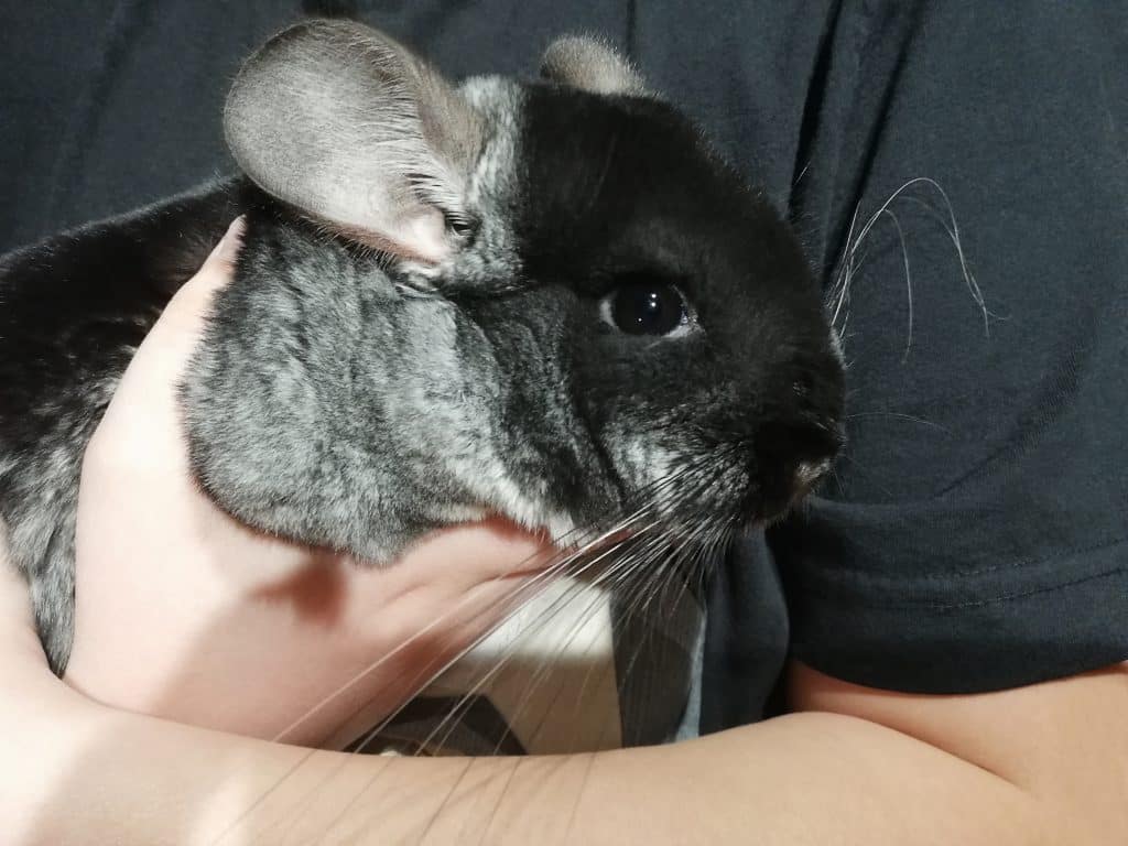 A Chinchilla