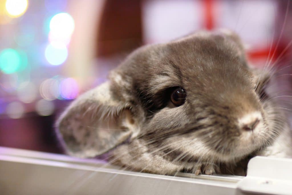 A Chinchilla
