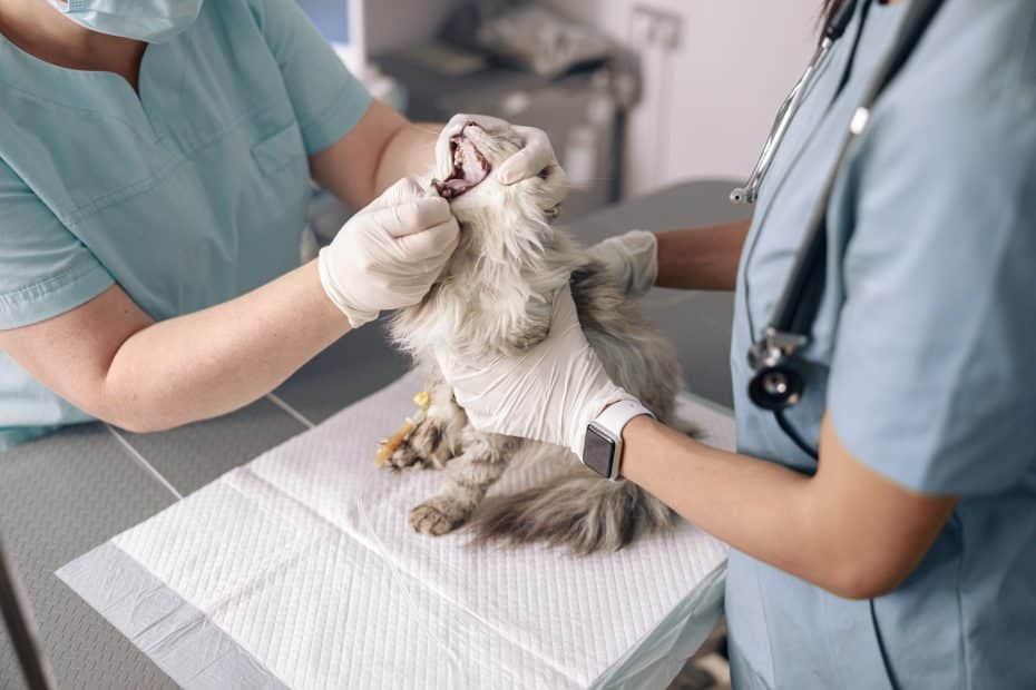 Dental Cleaning