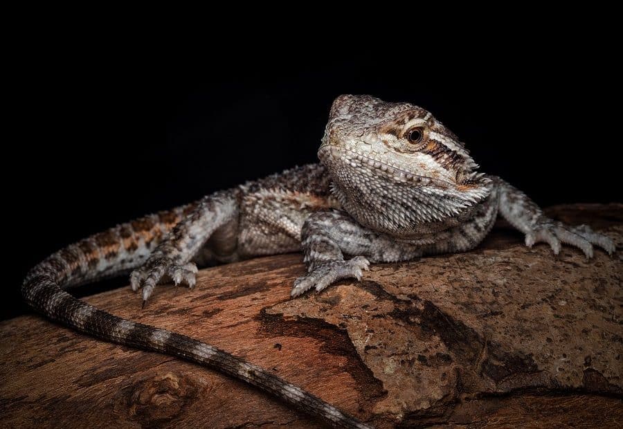 Reptile