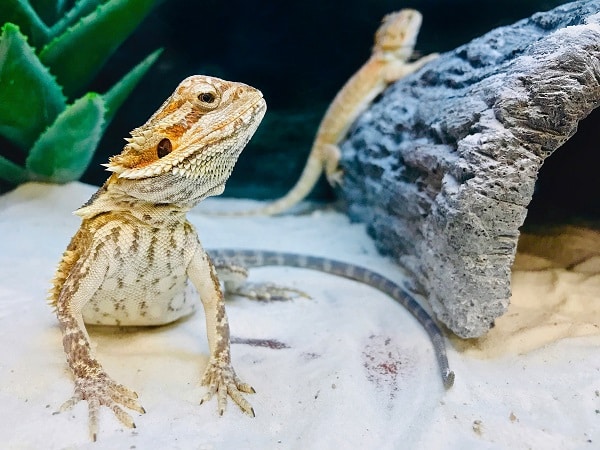 Bearded Dragon