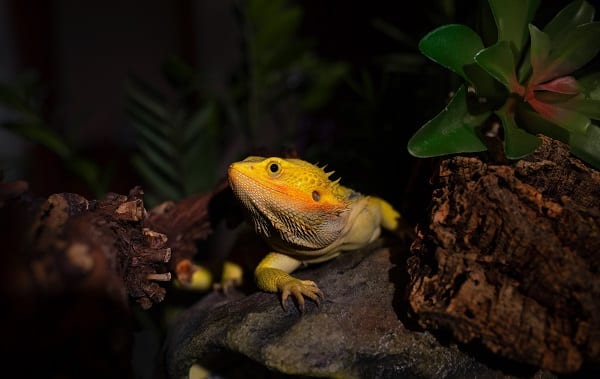 Bearded Dragon
