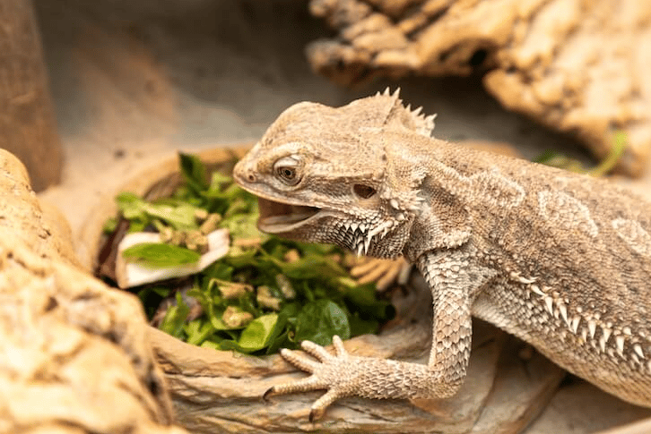 Bearded Dragon