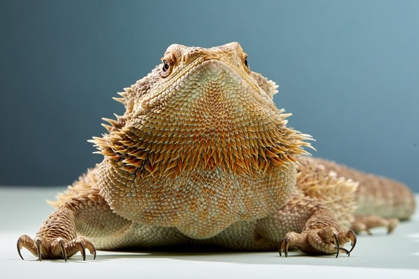 Bearded Dragon