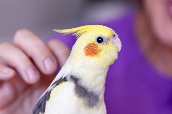 Pet Bird