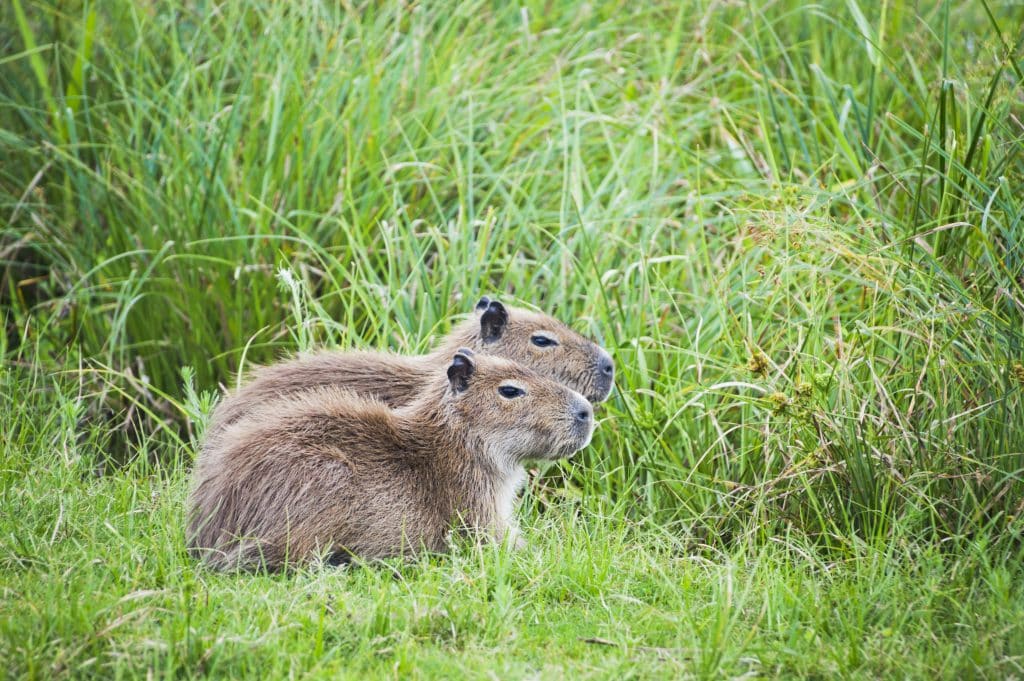 Capybaras