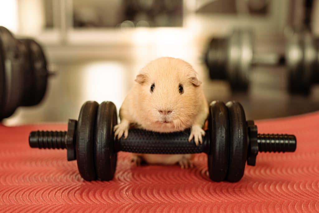 Guinea Pigs