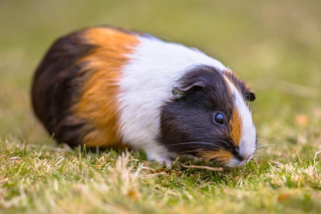 Guinea Pigs