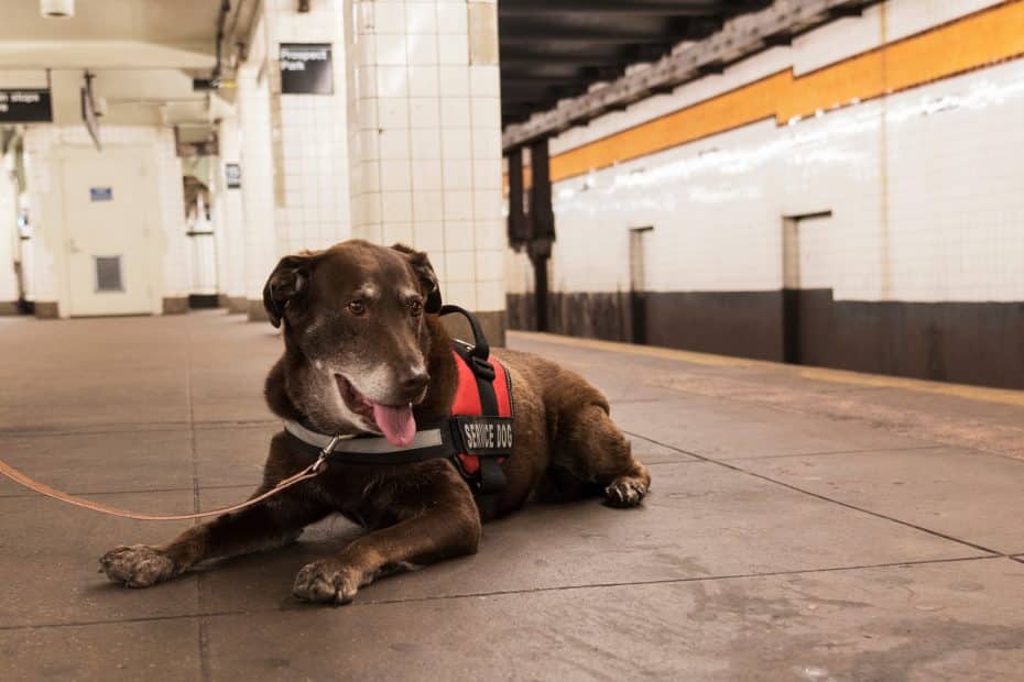 Service Animal