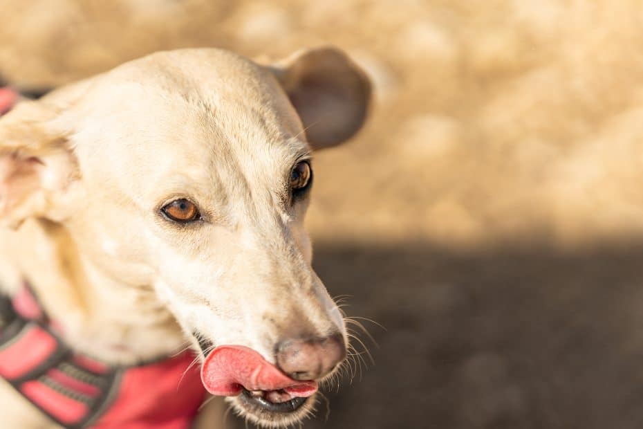 Dog's Lips