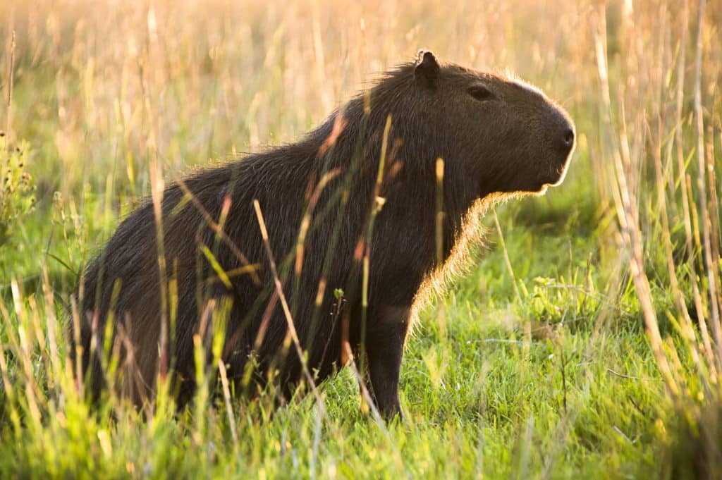 Capybaras