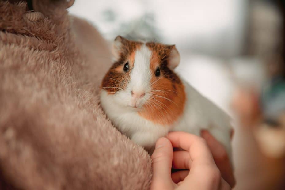 Guinea Pigs
